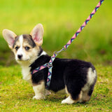 Keep it Light and Funky Dog Harness and Leash Set