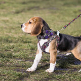 Absolutely Fabulous Harness Leash And Collar Set
